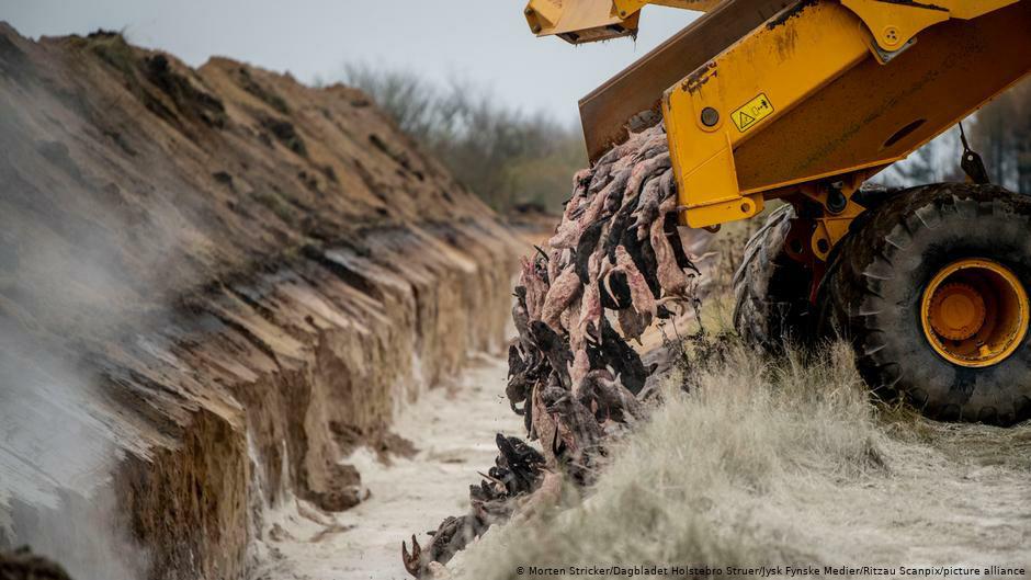 دانمارک لاشه ۴ میلیون راسو را از خاک بیرون می‌کشد و می‌سوزاند