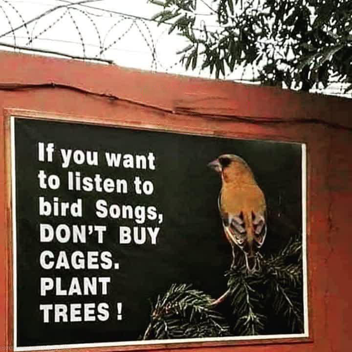 اگر می خواهید به آواز پرندگان گوش دهید، قفس نخرید، درخت بکارید!
