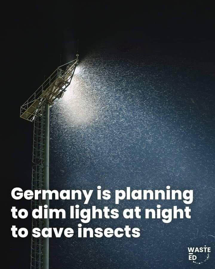  آلودگی نوری در حال رساندن آخرالزمان حشرات است